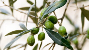 Tema 4: El Fruto del Espíritu