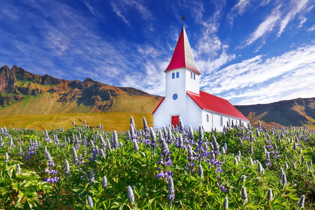 Splendid view of Vikurkirkja christian church in blooming lupine flowers