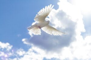White pigeons,dove flying on blue sky